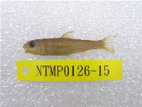 藏品(臺灣鏟頜魚)的圖片